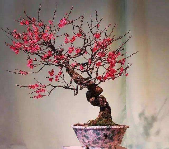 梅花盆景制作中的品种选择