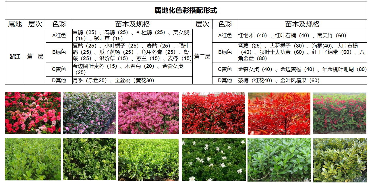 浙江推荐彩叶苗木品种