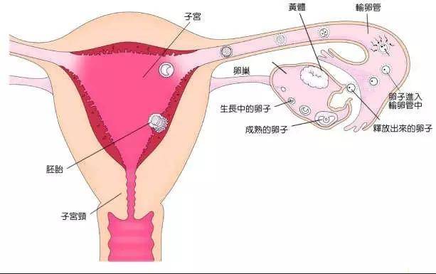 取卵后多久可以考虑怀孕，全面解析与指导