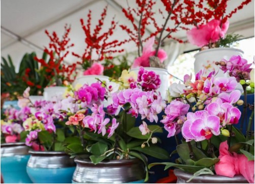 今年花市的新品种，探索未来花卉的无限可能