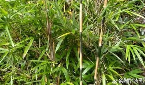 竹苗品种，多样性与独特性的展现