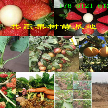 景观桃树品种，多彩之美与园林之韵