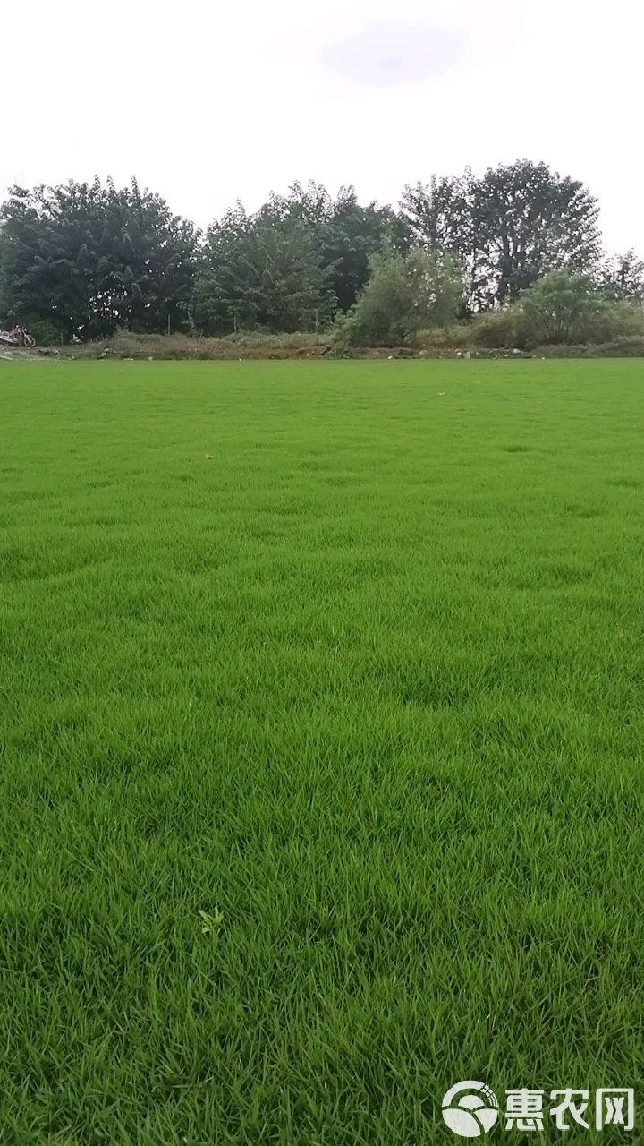 马尼拉草皮的品种及其特点