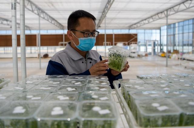 新品种苗木研发设备，推动绿色产业创新的引擎