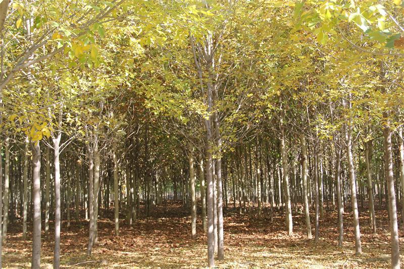 石楠品种繁多，各具特色，本文将介绍几个在市场上较为受欢迎且具有一定知名度的品种。