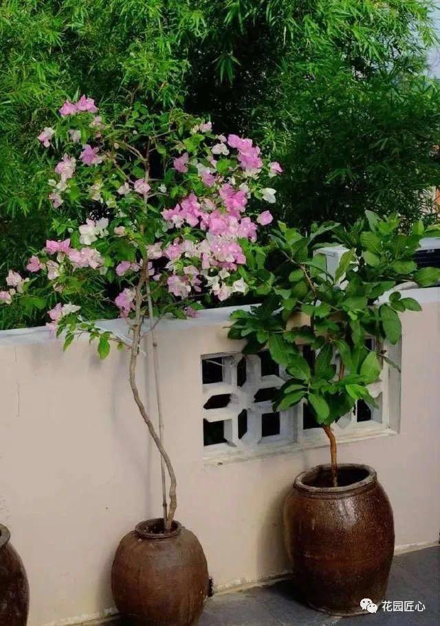 三角梅口红品种介绍