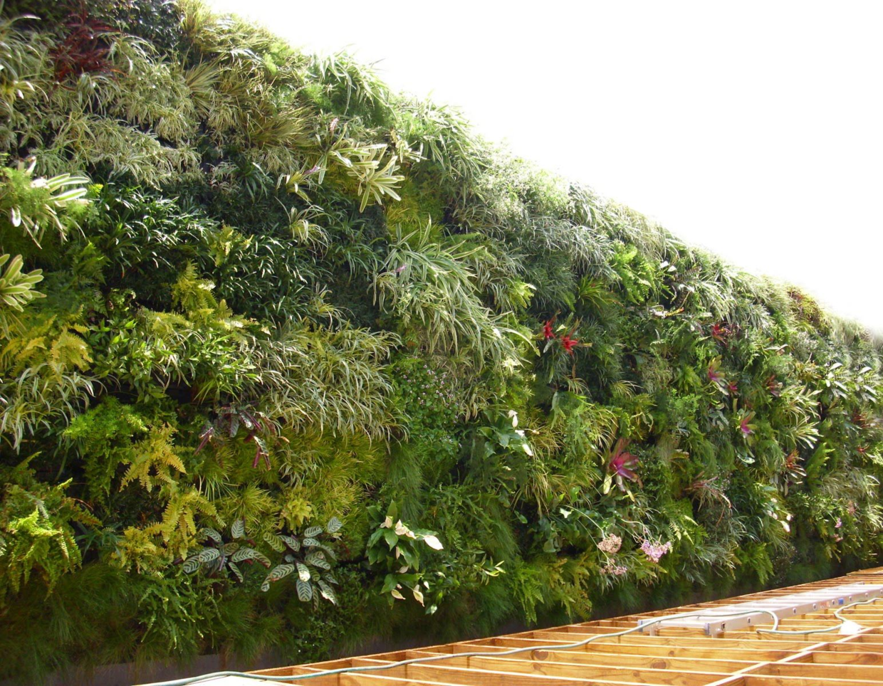 山体绿化植物品种及其重要性